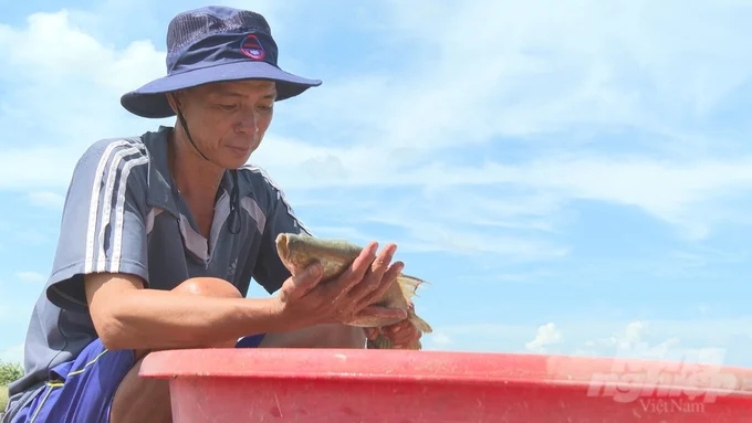 Giá cá chẽm tụt dốc, thương lái bỏ cọc chẳng màng thu mua