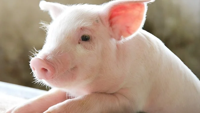 Giá heo hơi hôm nay 29/12/2023: Thị trường đồng loạt đi ngang