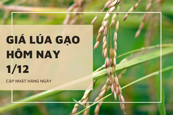 Giá lúa gạo hôm nay 1/12: Gạo biến động trái chiều 500 đồng/kg