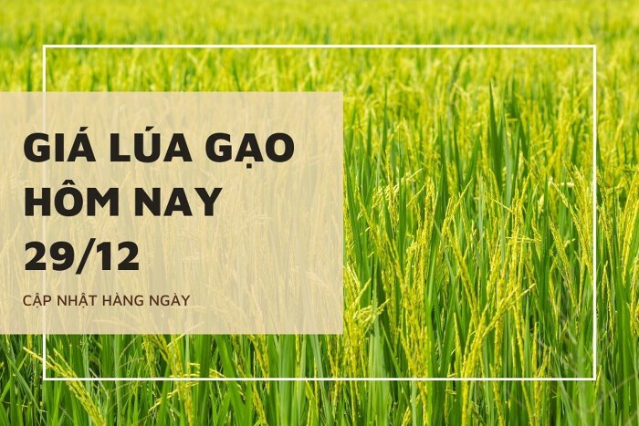 Giá lúa gạo hôm nay 29/12: Gạo thường giảm 100 đồng/kg