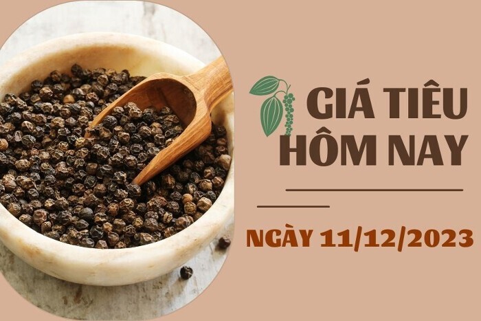 Giá tiêu hôm nay 11/12: Tiếp tục tăng, chạm ngưỡng 77.000 đồng/kg Giá tiêu hôm nay 11/12: Tiếp tục tăng, chạm ngưỡng 77.000 đồng/kg