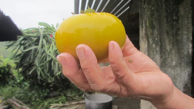 Hồng không hạt LT-1, cây 'hái ra tiền' ở vùng cao Bắc Kạn