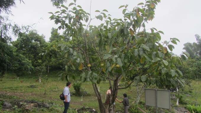 Hồng không hạt LT-1, cây 'hái ra tiền' ở vùng cao Bắc Kạn