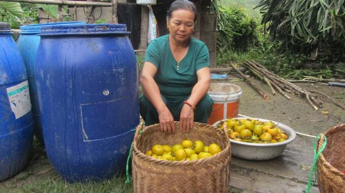 Hồng không hạt LT-1, cây 'hái ra tiền' ở vùng cao Bắc Kạn
