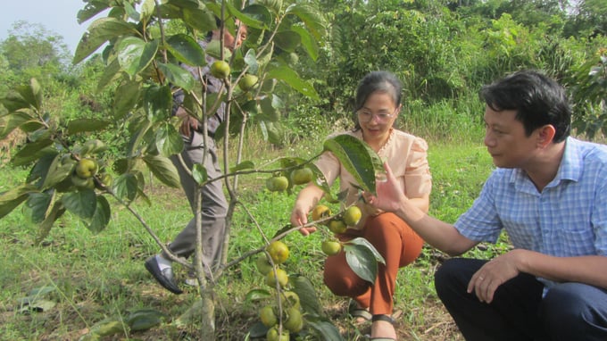 Hồng không hạt LT-1, cây 'hái ra tiền' ở vùng cao Bắc Kạn