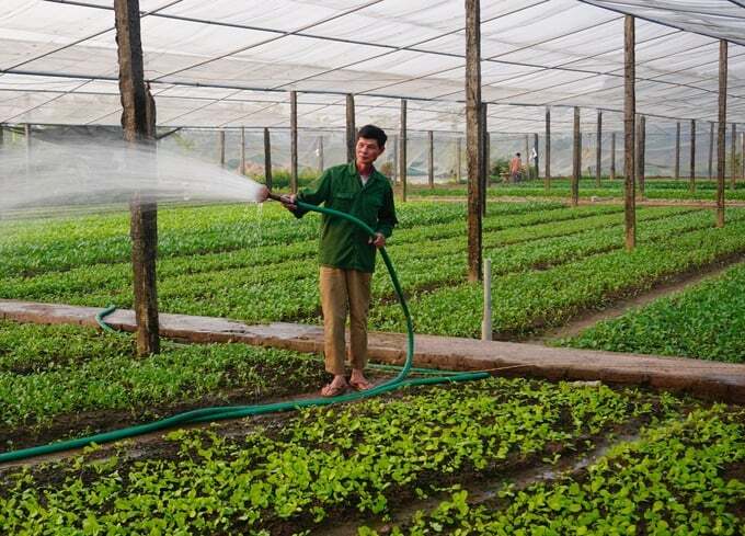 Ngồi ghế, đi giày, mặc comple làm cỏ ruộng rau