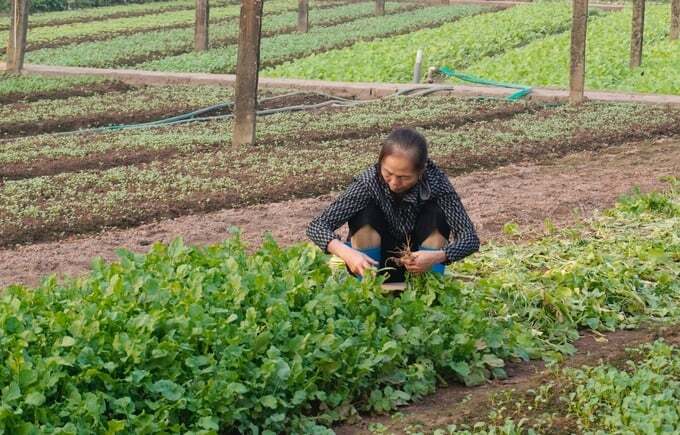 Ngồi ghế, đi giày, mặc comple làm cỏ ruộng rau
