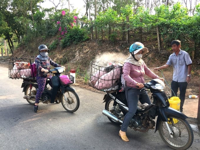 Phòng bệnh heo tai xanh