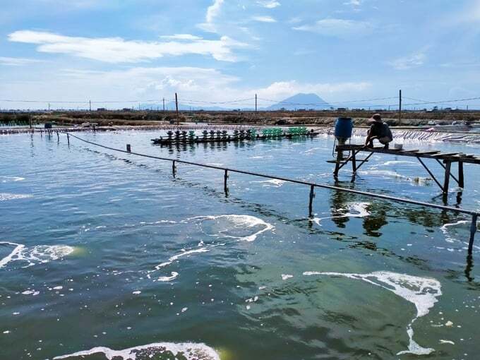 Quan trắc môi trường nước để phòng ngừa dịch bệnh thủy sản