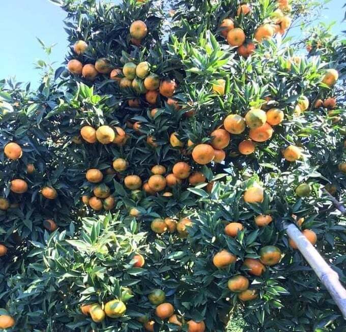 Quýt Vân Sơn đổi đời nhiều hộ vùng cao Tân Lạc