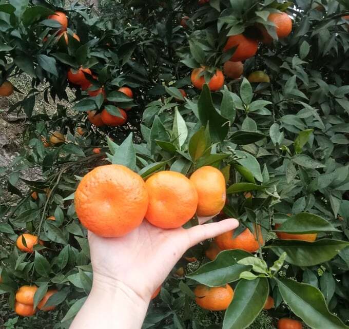 Quýt Vân Sơn đổi đời nhiều hộ vùng cao Tân Lạc