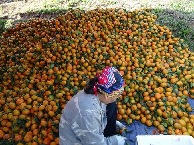 Quýt Vân Sơn đổi đời nhiều hộ vùng cao Tân Lạc