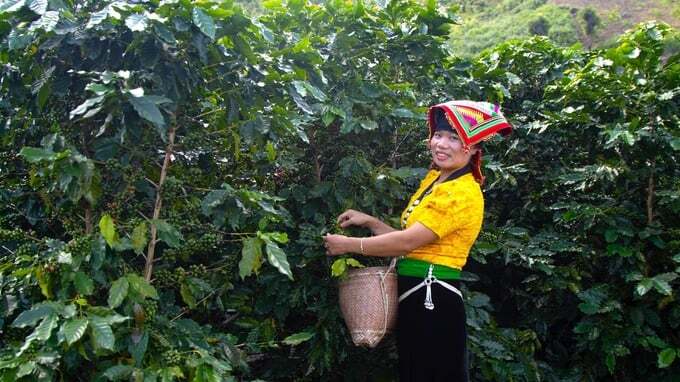 Ra mắt sản phẩm trà túi lọc Cascara Blue Sơn La