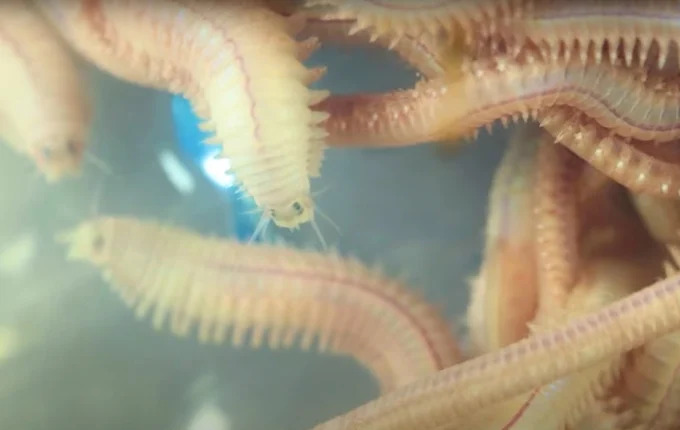 Tạo nguồn dời cát sạch để sản xuất tôm giống sạch bệnh