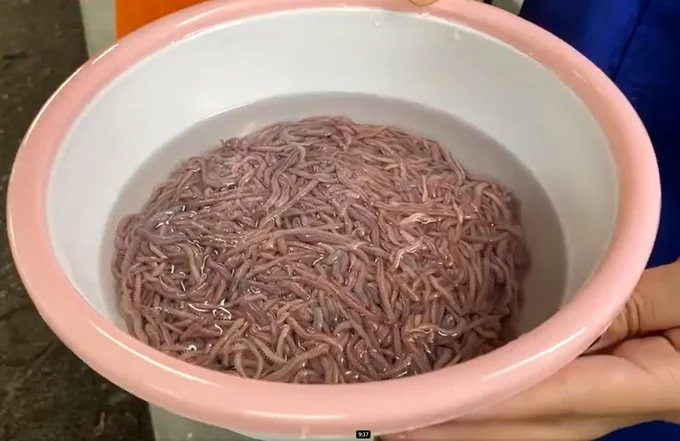 Tạo nguồn dời cát sạch để sản xuất tôm giống sạch bệnh