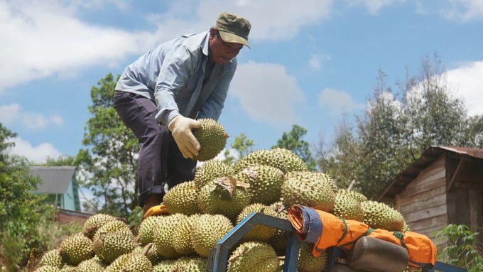 Thương lái bỏ cọc, gây loạn giá sầu riêng