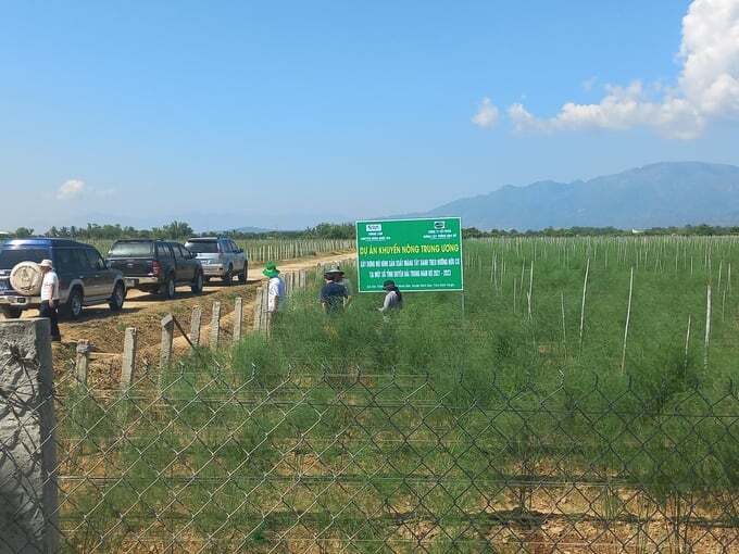 Trồng măng tây xanh hướng hữu cơ, lãi 200 triệu đồng/ha/năm