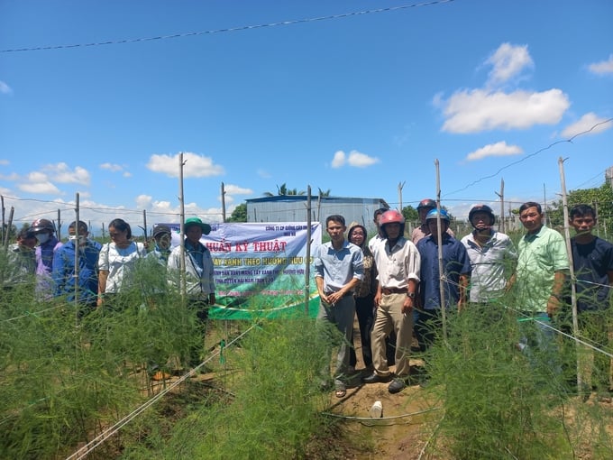 Trồng măng tây xanh hướng hữu cơ, lãi 200 triệu đồng/ha/năm