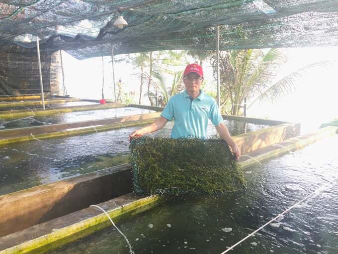 Trồng rong nho trong bể chi phí thấp, lợi nhuận cao