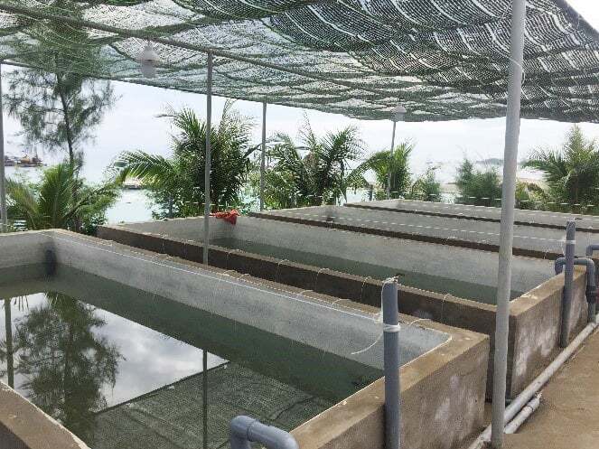 Trồng rong nho trong bể chi phí thấp, lợi nhuận cao