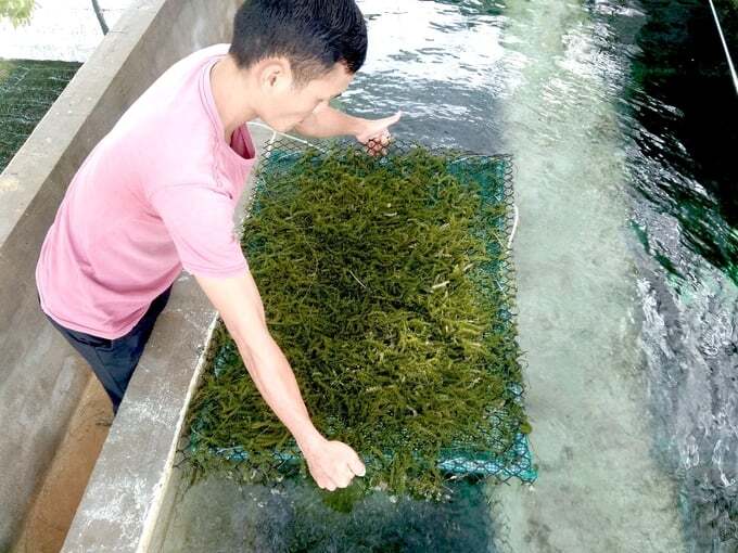 Trồng rong nho trong bể chi phí thấp, lợi nhuận cao