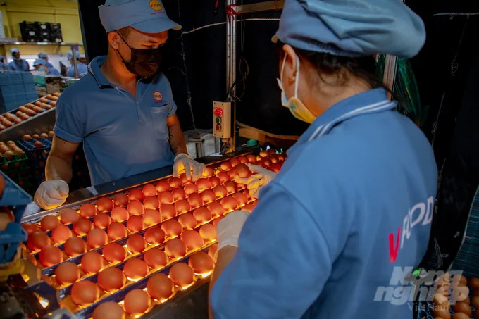 Vượt qua dịch bệnh, doanh nghiệp Việt xuất khẩu trứng gà lỏng thanh trùng