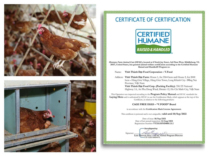 Vượt qua dịch bệnh, doanh nghiệp Việt xuất khẩu trứng gà lỏng thanh trùng