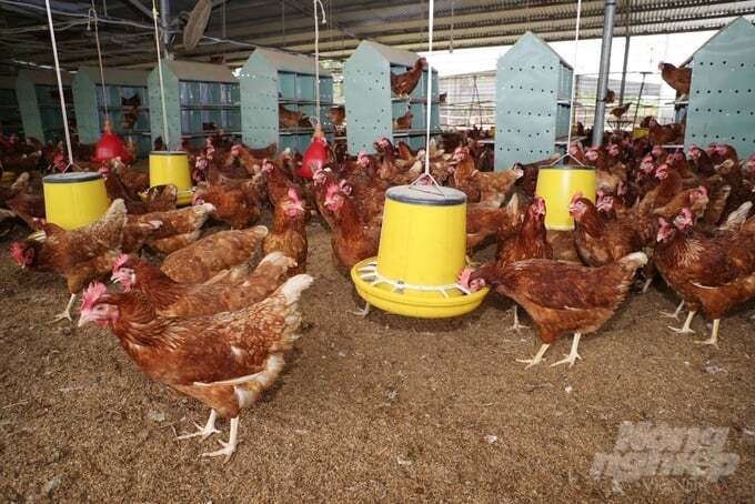 Vượt qua dịch bệnh, doanh nghiệp Việt xuất khẩu trứng gà lỏng thanh trùng