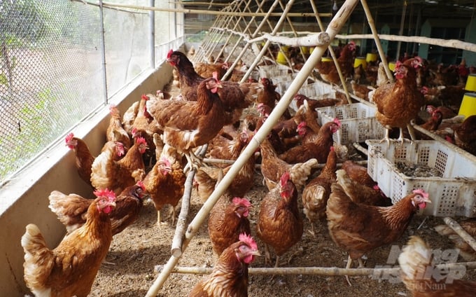 Vượt qua dịch bệnh, doanh nghiệp Việt xuất khẩu trứng gà lỏng thanh trùng