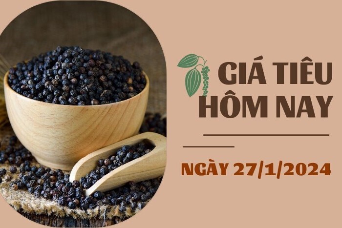 Giá tiêu hôm nay 27/1: Tiếp tục giảm tại khu vực Đông Nam Bộ