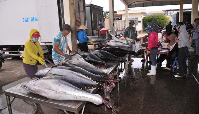 Ngư dân Phú Yên trúng cá ngừ đại dương