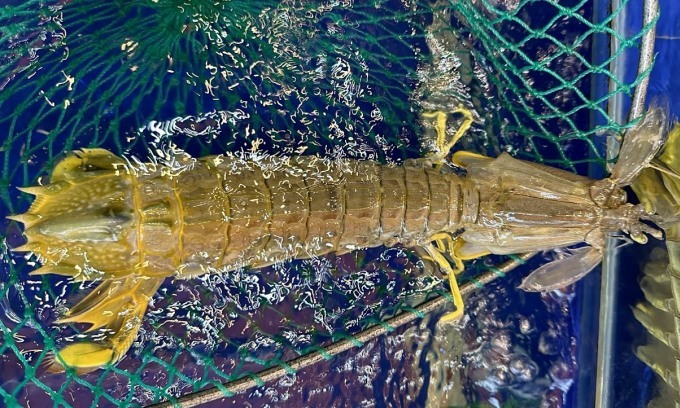 Cua, bề bề kích cỡ khổng lồ tăng giá mạnh