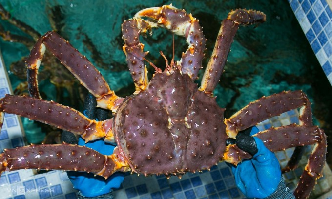 Cua, bề bề kích cỡ khổng lồ tăng giá mạnh