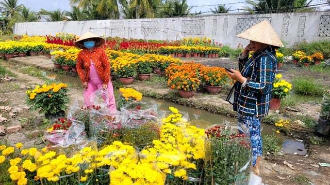 Hoa Tết tiêu thụ chậm