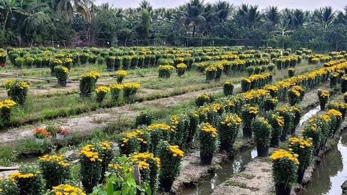 Hoa Tết tiêu thụ chậm