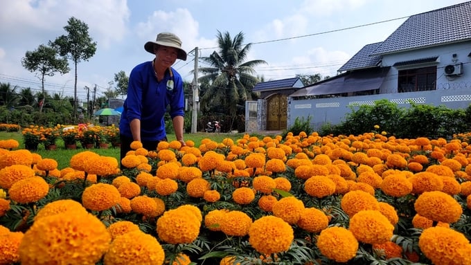 Hoa Tết tiêu thụ chậm