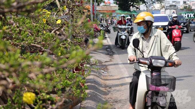 Sát Tết, chợ hoa TP.HCM vẫn vắng tanh
